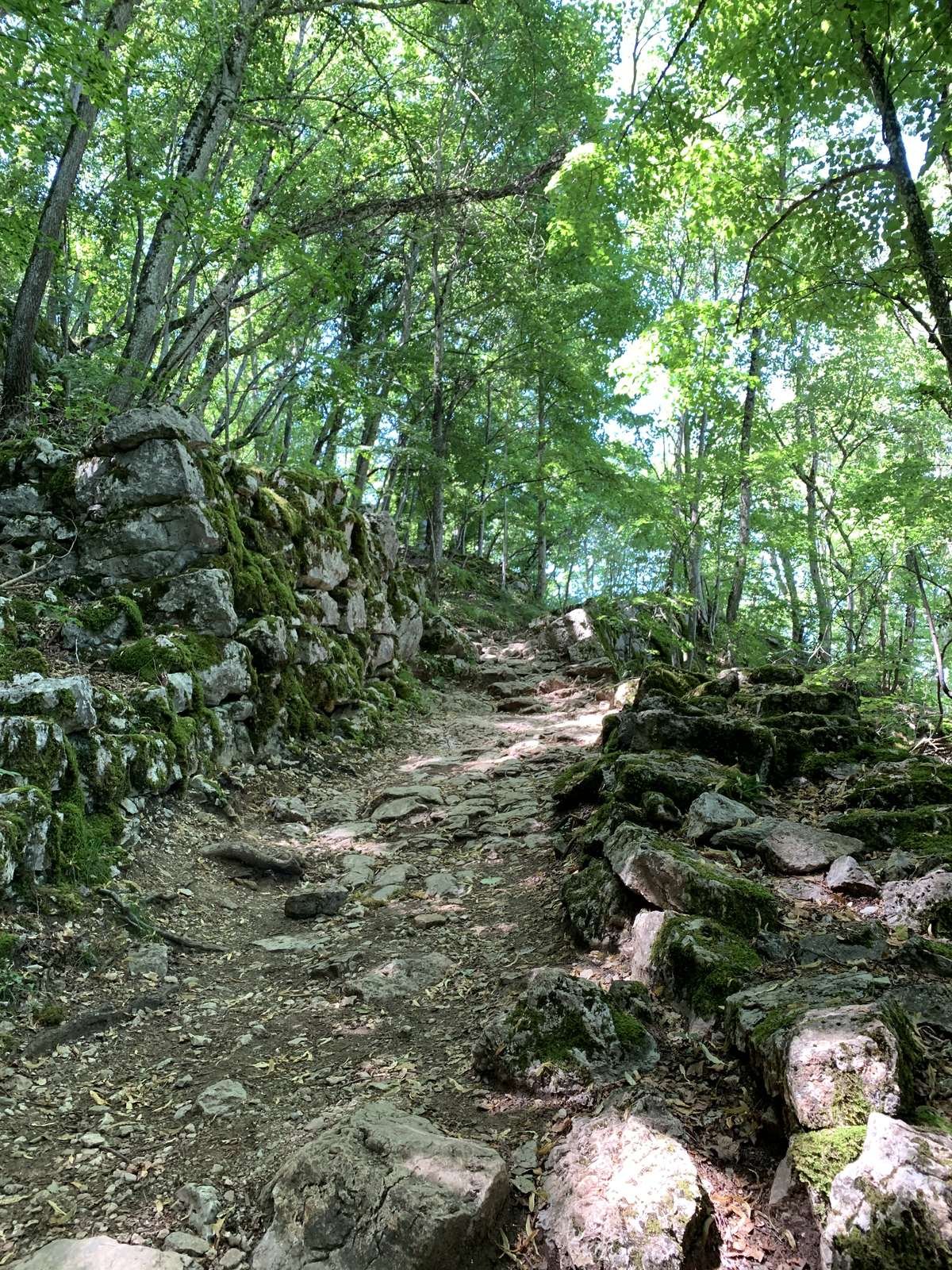 Moss-covered rock in a forest
